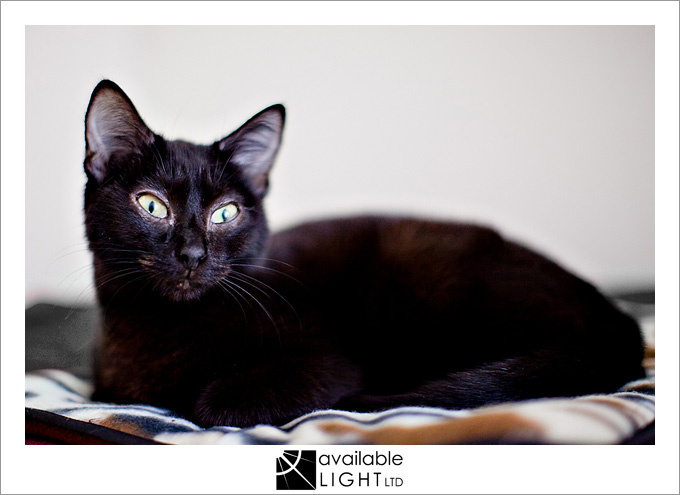 auckland pet photographer