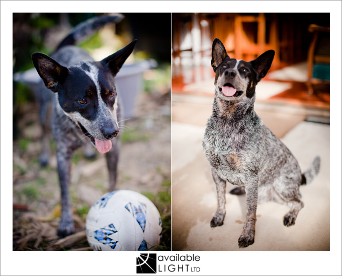 auckland dog photographer